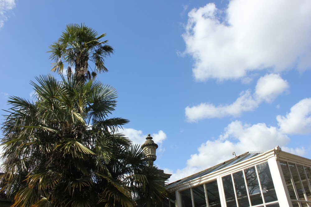 View of part of the orangery and palms at Cliveden National Trust