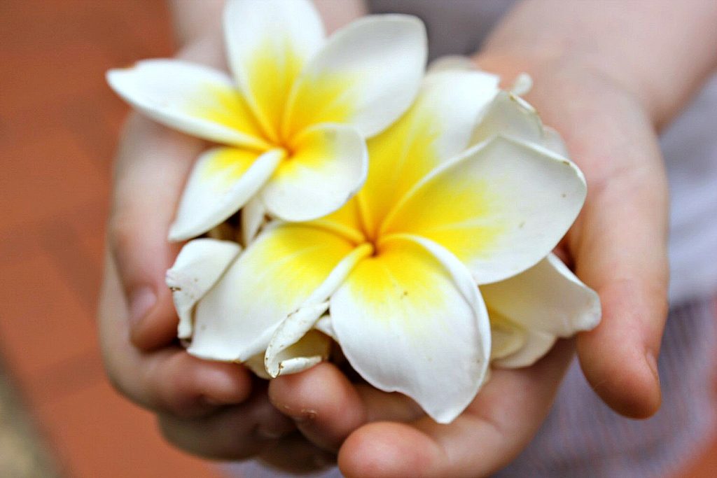 My daughter's hands holding white and yellow flowers. With Burma newly opened up to tourists, and off the beaten track for most families, here are my 12 reasons to visit Burma (Myanmar) - in photos
