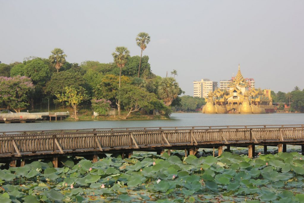 View of Kandawgi Lake in Yangon including water lilies and golden buildings in the background