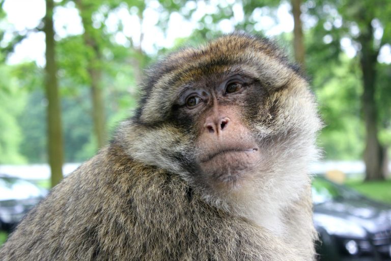 Barbary macaque on our family day out at Woburn Safari park - my review of the Bedfordshire family attraction, and the VIP experiences