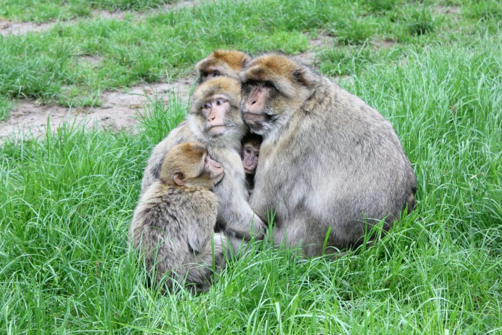 Group of Barbary Macaques huddled together at Woburn Safari Park in Bedfordshire