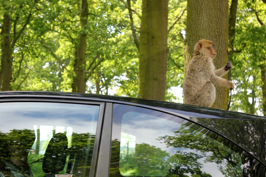 Monkey sitting on a car roof at Woburn Safari Park in Bedfordshire