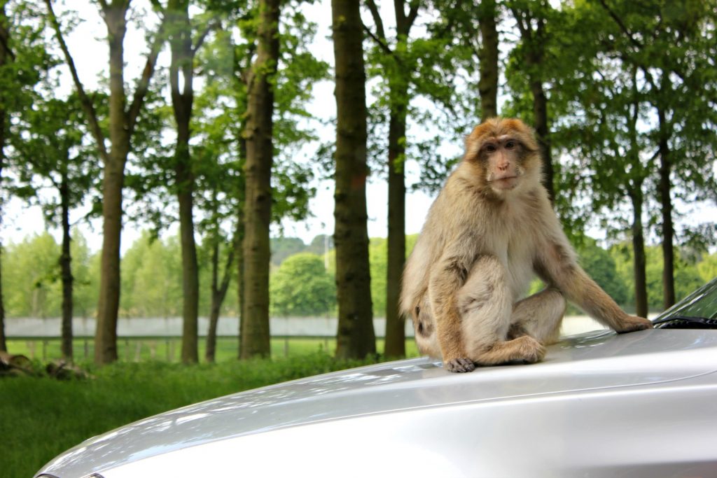 Monkey sitting on the bonnet of a car at Woburn Safari Park in Bedfordshire