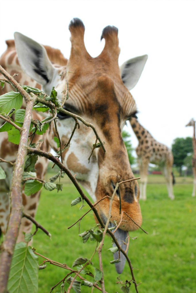 Giraffe eating from a long branch at Woburn Safari Park
