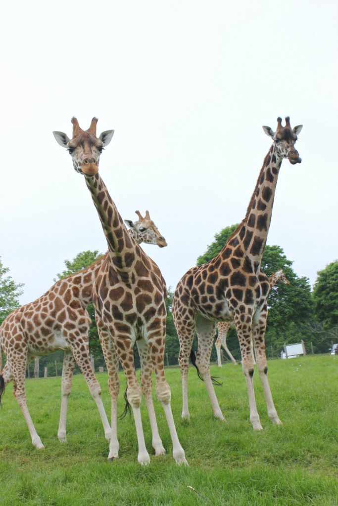 Giraffes at Woburn Safari Park