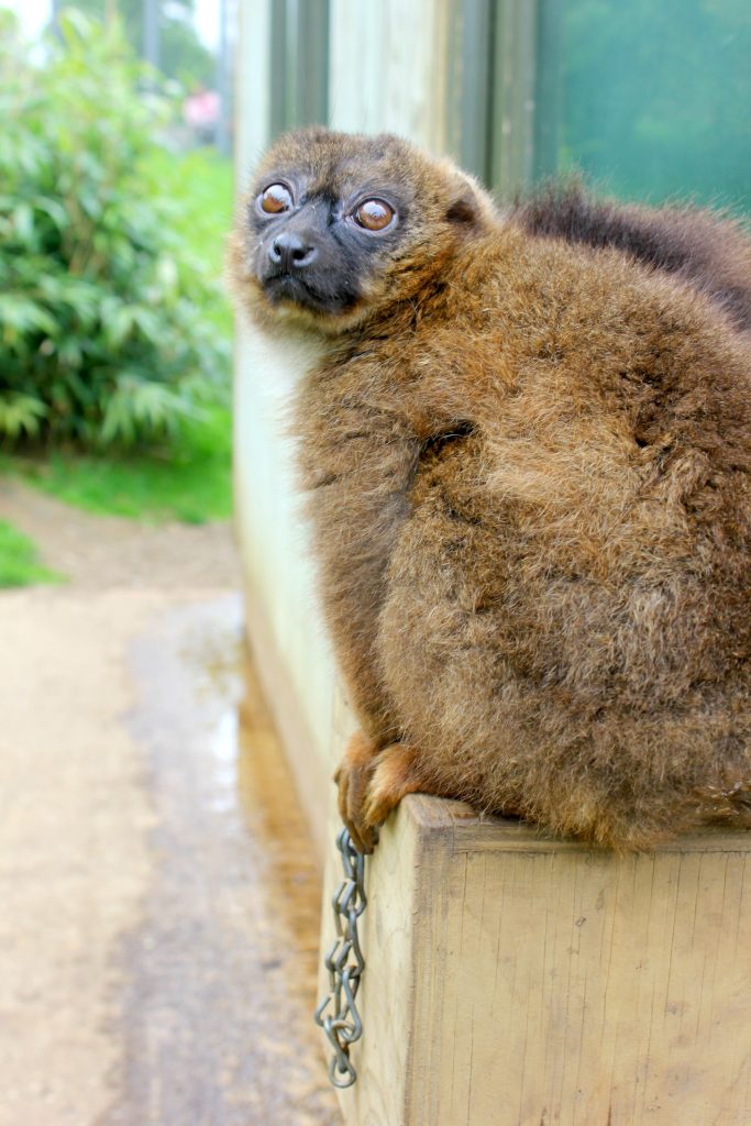 Lemur sits on the wall near us during one of the Woburn Safari Park experiences