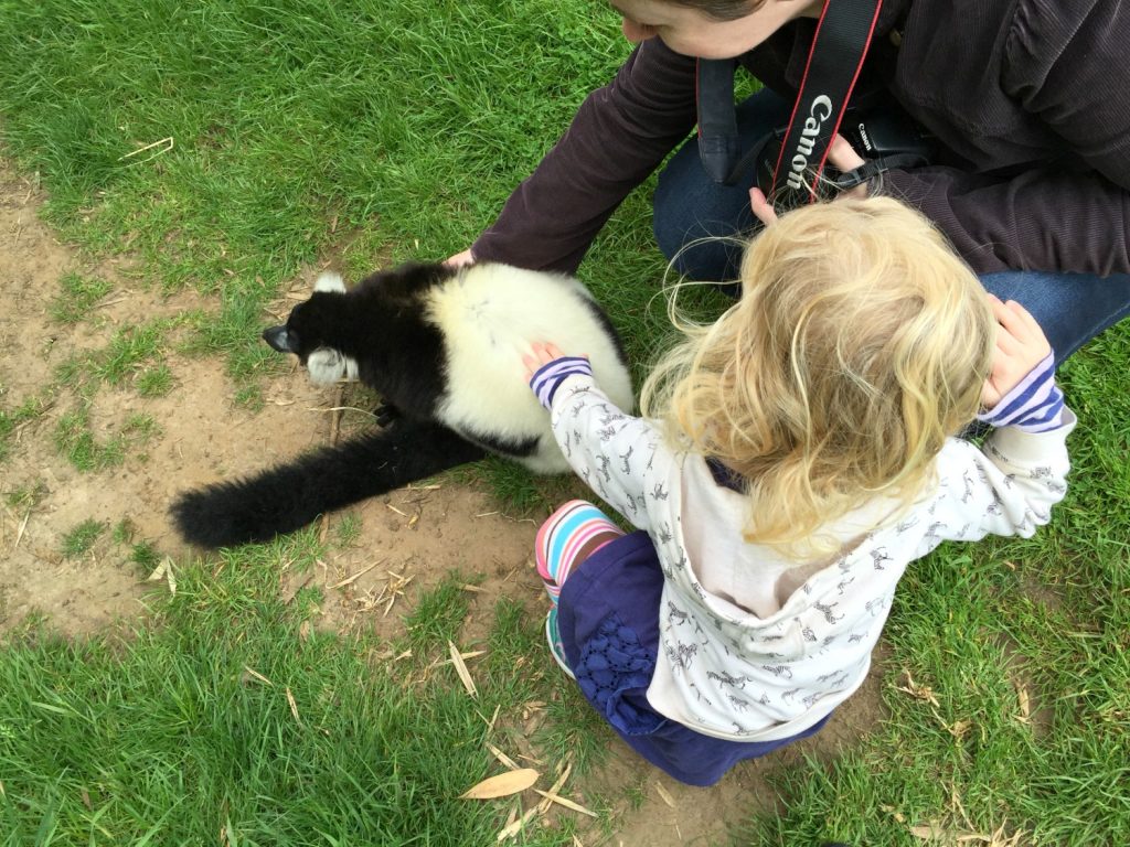 My daughter stroking a lemur during our VIP experience at Woburn Safari Park