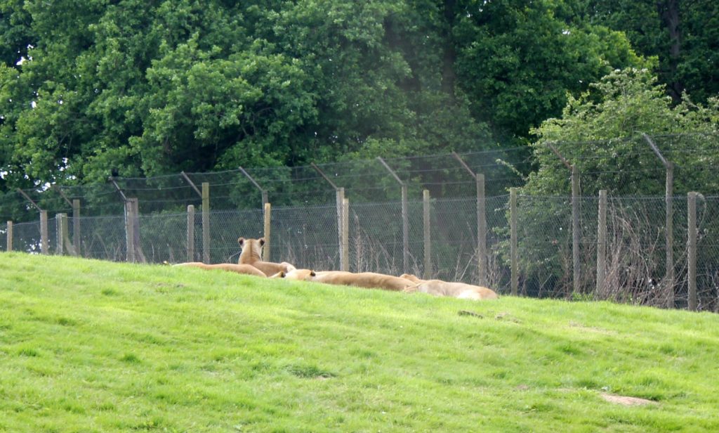 Glimpse of lions at Woburn Safari Park in Bedfordshire