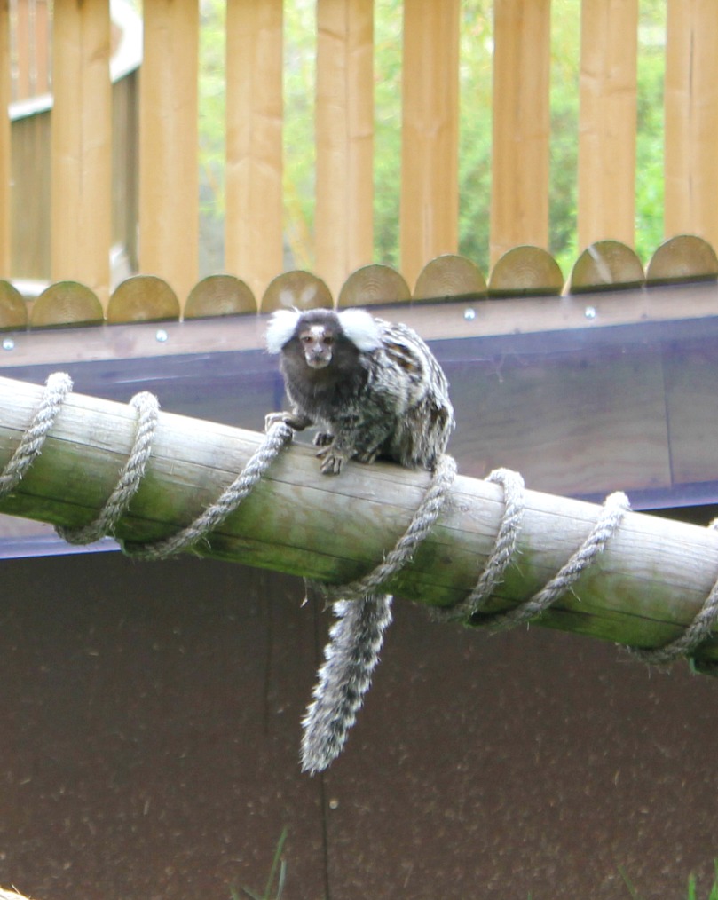 Marmoset at Woburn Safari Park in Bedfordshire