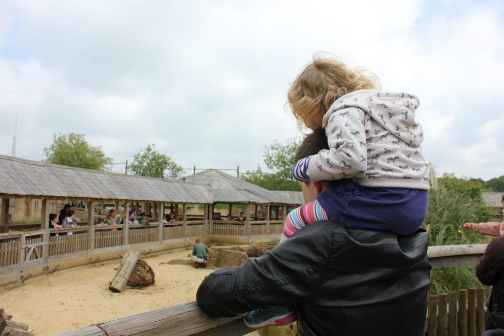 My daughter sits on my husband's shoulder to look at a mongoose at Woburn Safari Park in Bedfordshire