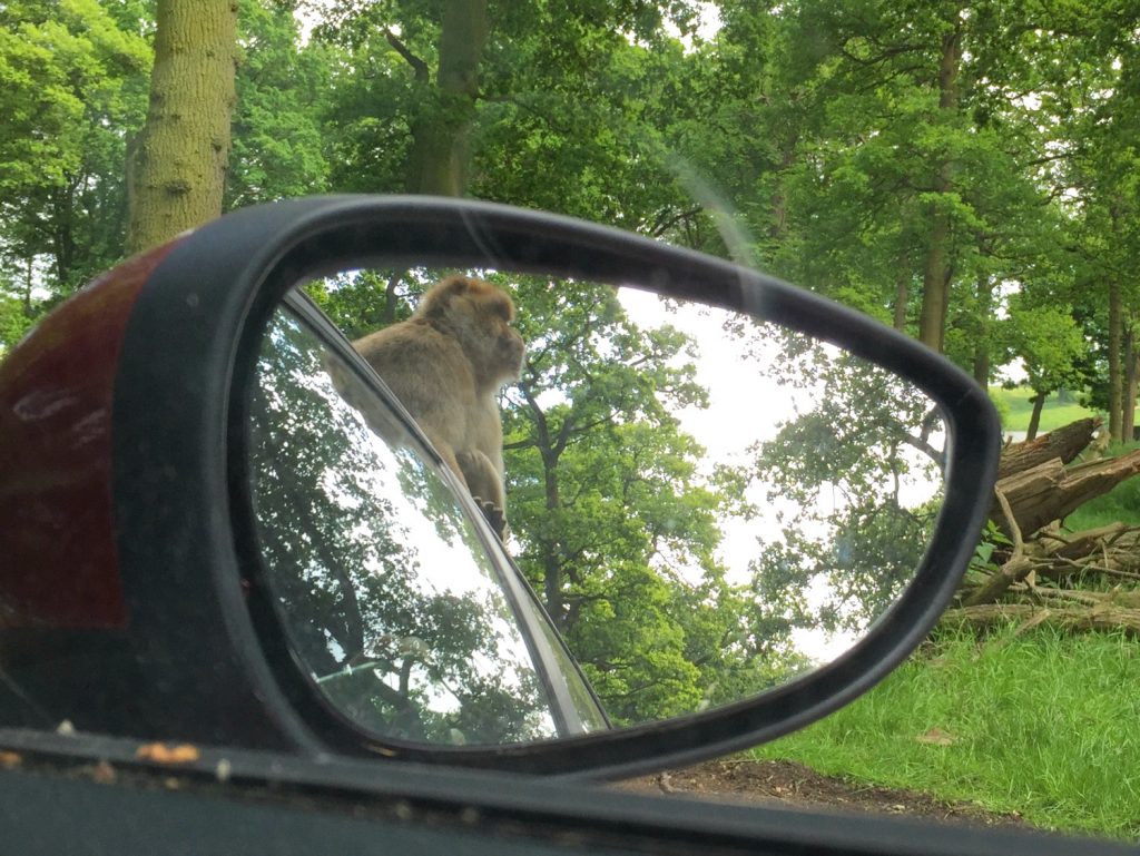 Reflection of a monkey sitting on the roof of a car at Woburn Safari Park in Bedfordshire