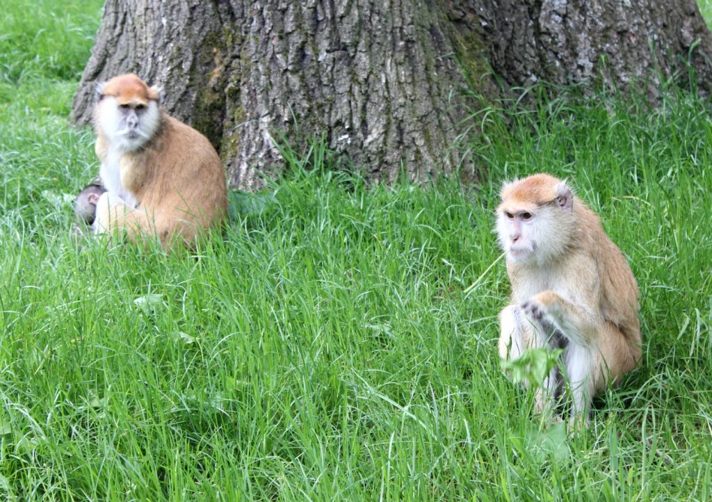 Two monkeys by a tree at Woburn Safari Park in Bedfordshire