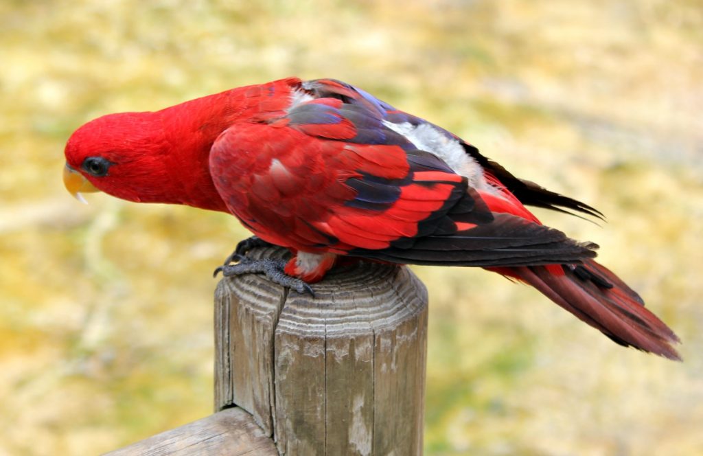 Red lorikeet at Woburn Safari Park