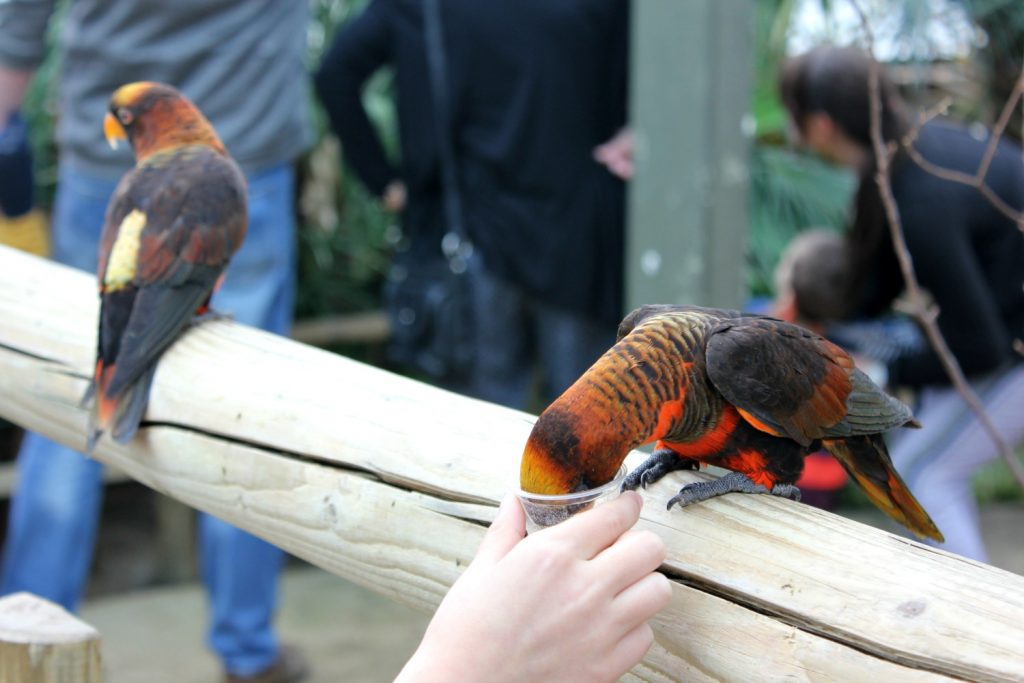 Lorikeet feeding from a small cup at Woburn Safari Park