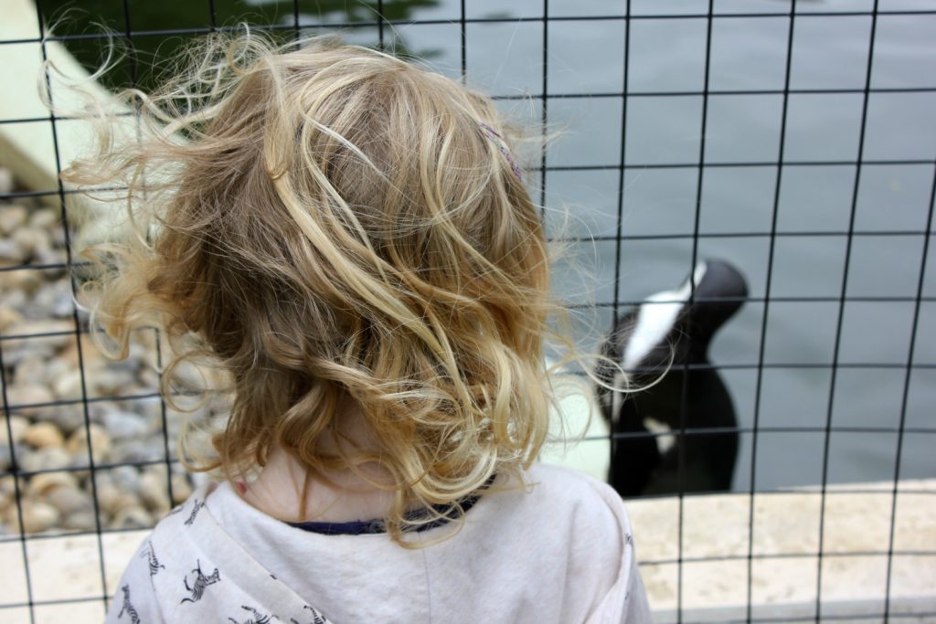 My daughter looks at a penguin at Woburn Safari Park