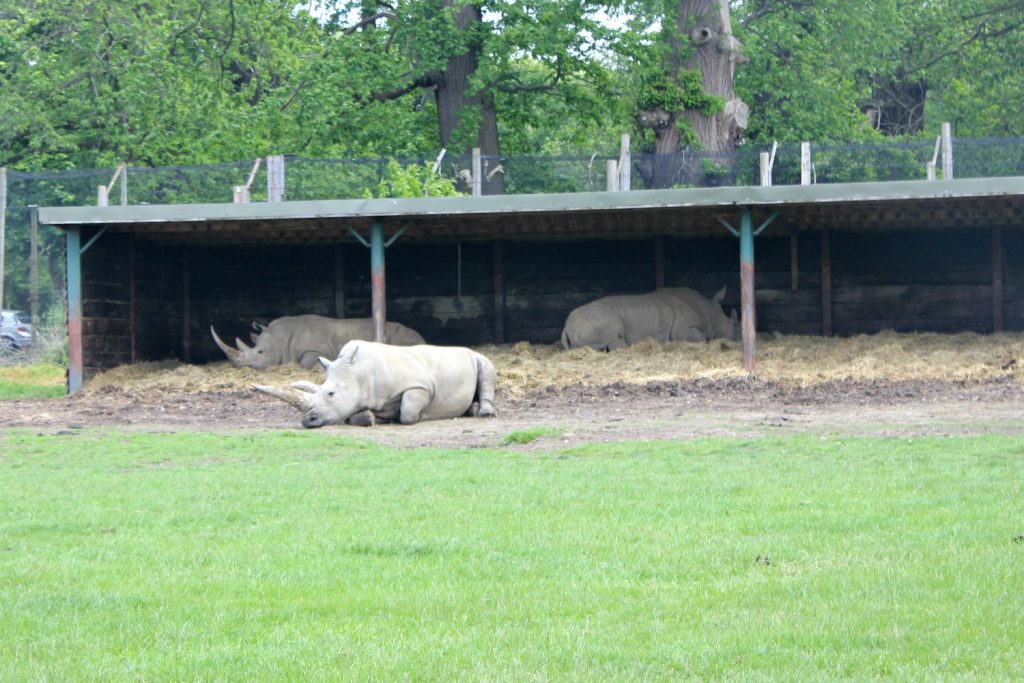 Rhino at Woburn Safari Park in Bedfordshire