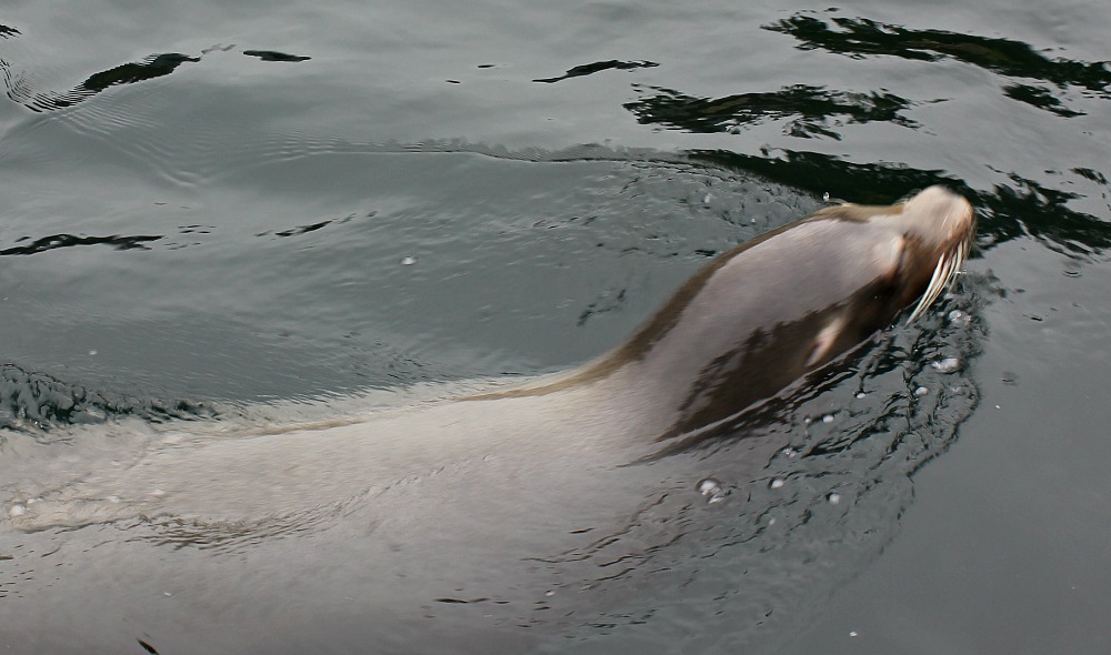 A sealion glides through the water at Woburn Safari Park