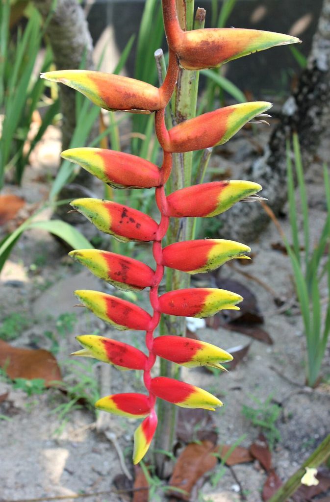 Heliconia flower at Hilton Ngapali Beach - our Burma beach holiday