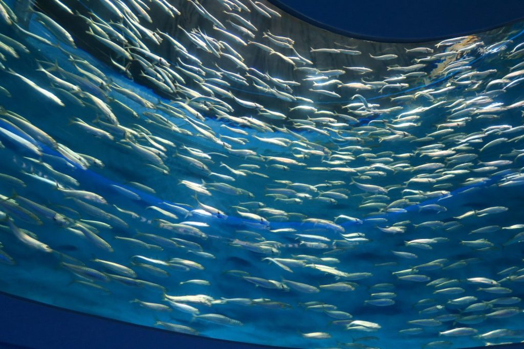 School of silver fish at Monterey Aquarium - my Pacific Coast Highway pictures and reasons to visit California