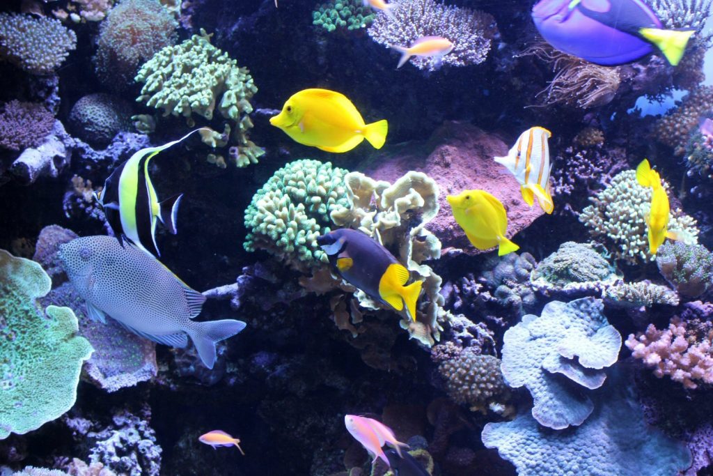 Brightly coloured fish in a tank at Monterey Aquarium - my Pacific Coast Highway pictures and reasons to visit California