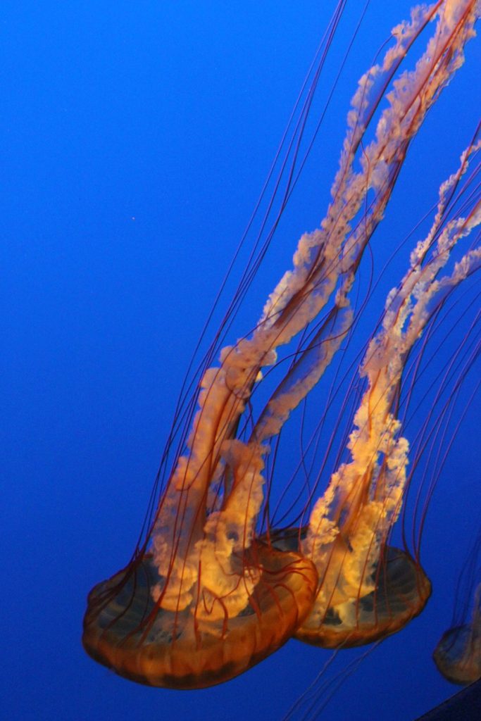 Orangey jellyfish against blue in Monterey Aquarium - my Pacific Coast Highway pictures and reasons to visit California
