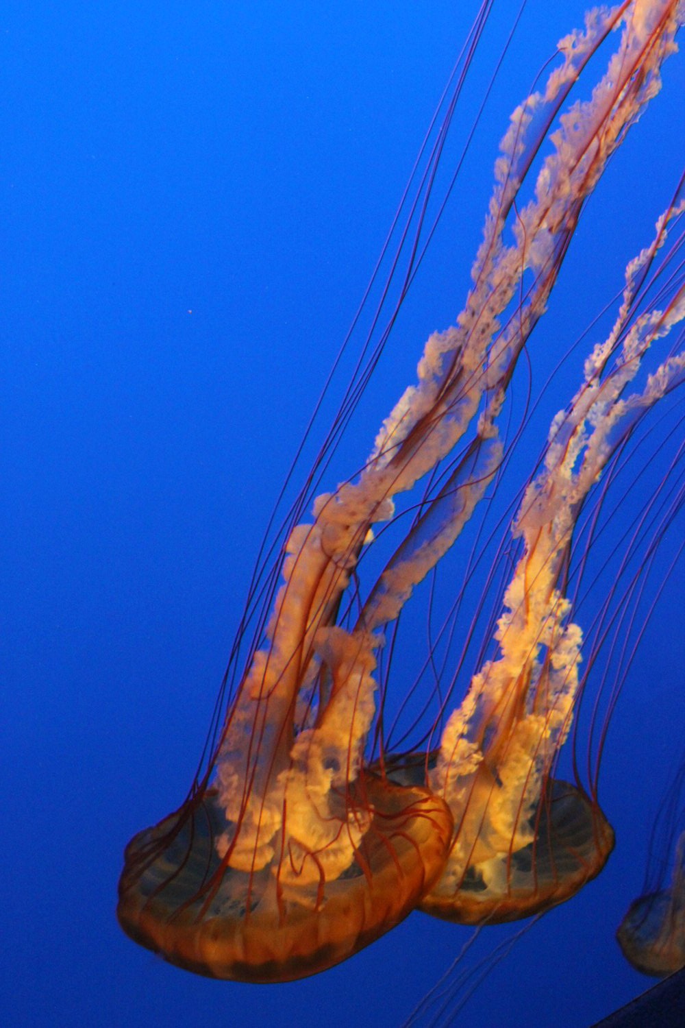 Orangey jellyfish against blue in Monterey Aquarium - my Pacific Coast Highway pictures and reasons to visit California