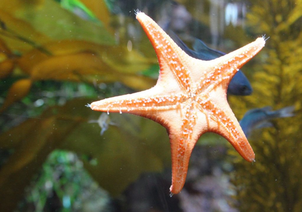 Sea star at Monterey Aquarium - my Pacific Coast Highway pictures and reasons to visit California