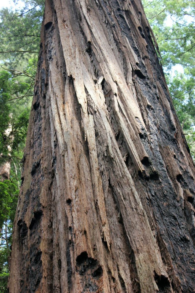 Close-up of a redwood trunk - my Pacific Coast Highway pictures and reasons to visit California