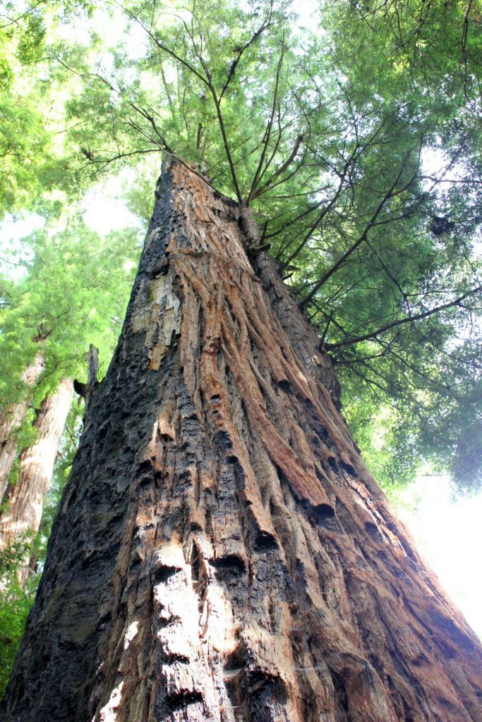 View looking up to the leaves of a towering redwood - my Pacific Coast Highway pictures and reasons to visit California
