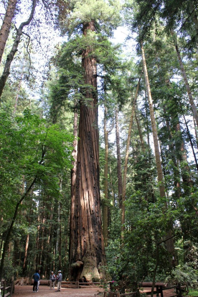 View of part of a towering redwood - my Pacific Coast Highway pictures and reasons to visit California