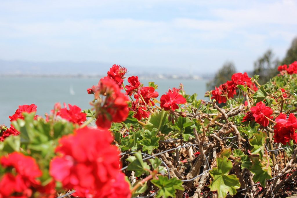 View through red flowers to the water at Alcatraz during our visit to San Francisco - reasons to visit California and California road trip in photos
