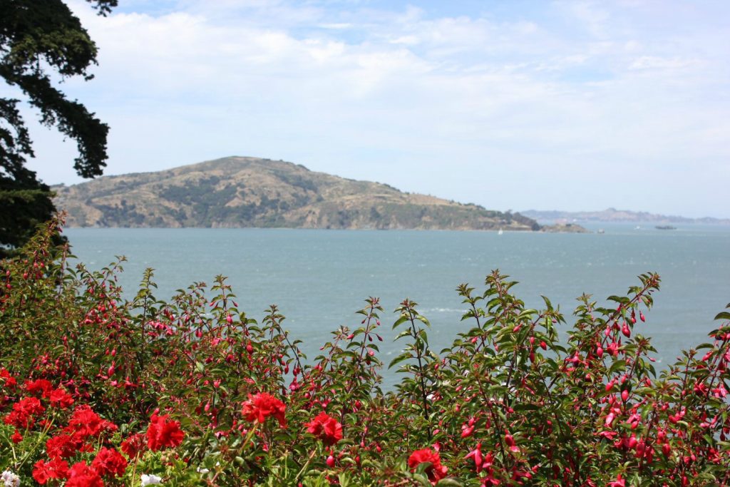 View across flowers to the water at Alcatraz during our visit to San Francisco - reasons to visit California and California road trip in photos