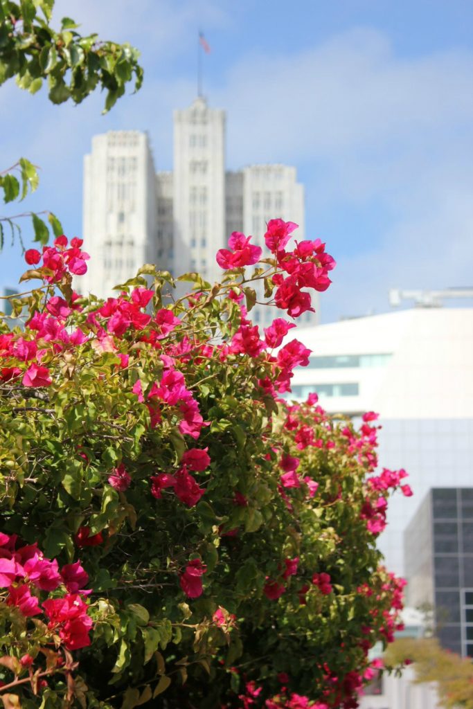 Skyscrapers of San Francisco seen through pink flowers - reasons to visit California and California road trip in photos.