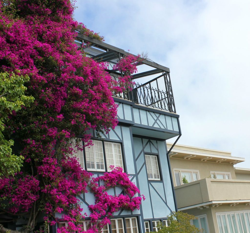Blue house and pink flowers on Lombard Street in San Francisco - reasons to visit California and California road trip in photos.