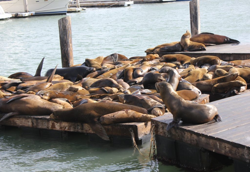 Spotting sea lions - one of 63 things to do in San Francisco with kids - my pick of the different places, tours and attractions in San Francisco for a family holiday, from parks to museums, activities and playgrounds.