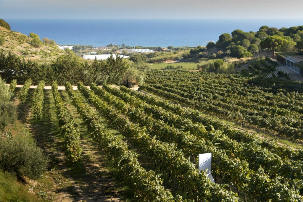 A view of the vines in the Alta Alella vineyard with the sea in the distance - just one of the many reasons to visit Costa Barcelona