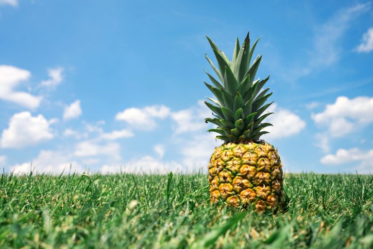 Pineapple in the grass: remembering my babymoon in the Azores, including the islands' pineapple plantations, and my tips for booking your own babymoon