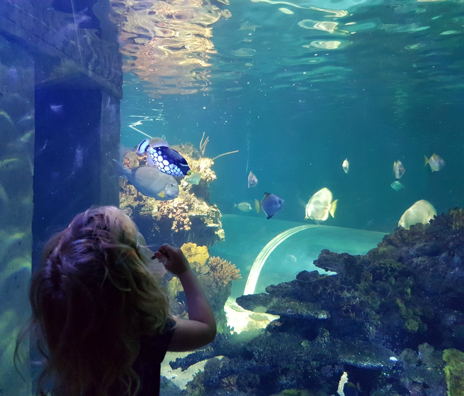 My top tips for visiting Hastings Aquarium - a fun day out if you're visiting Camber Sands with kids