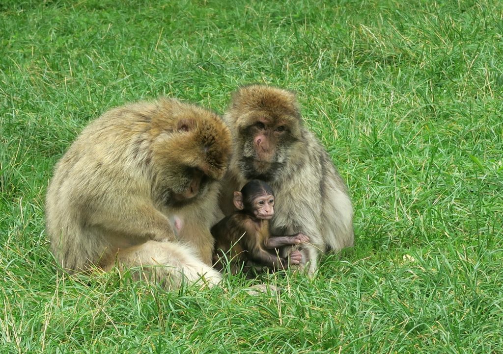 One of the baby monkeys at Trentham Monkey Forest along with two adult females - our family day out to the Trentham Estate