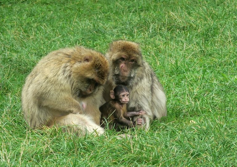 One of the baby monkeys at Trentham Monkey Forest along with two adult females - our family day out to the Trentham Estate