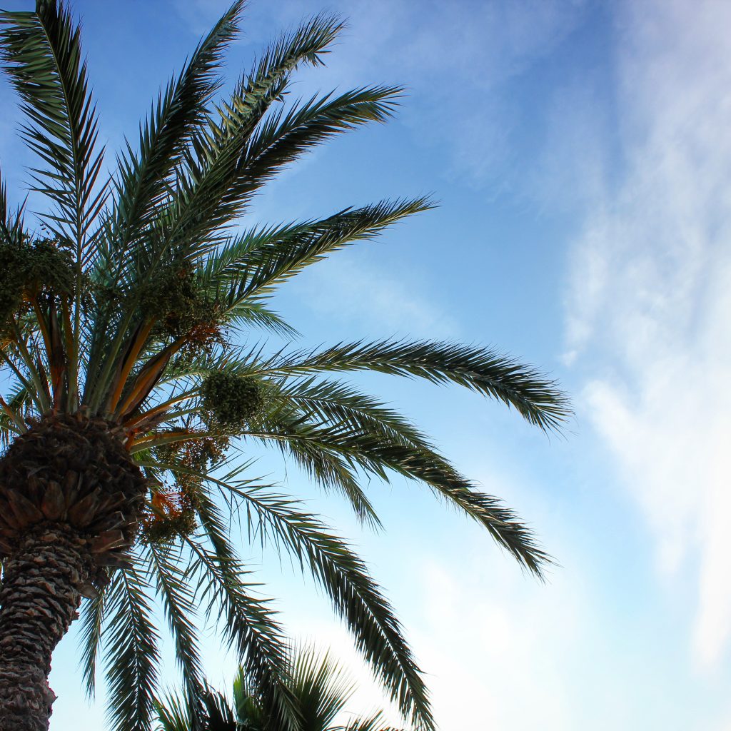 palm tree on the Costa Barcelona against a blue sky - one of 13 reasons to visit Costa Barcelona with kids