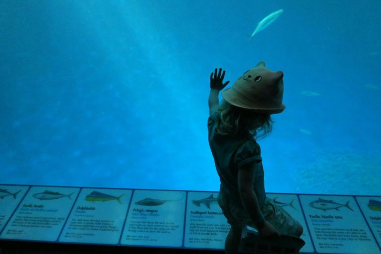 A girl looks into a tank of fish - some of the marine life at Monterey Aquarium on our California road trip