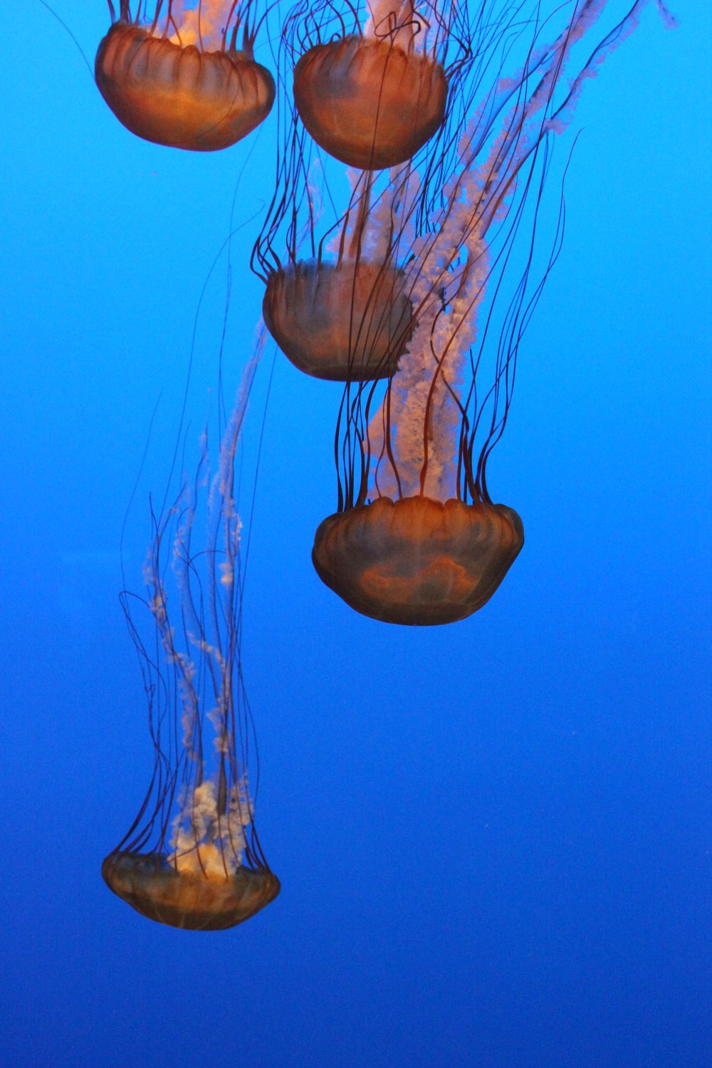 Jellyfish - some of the marine life at Monterey Aquarium on our California road trip
