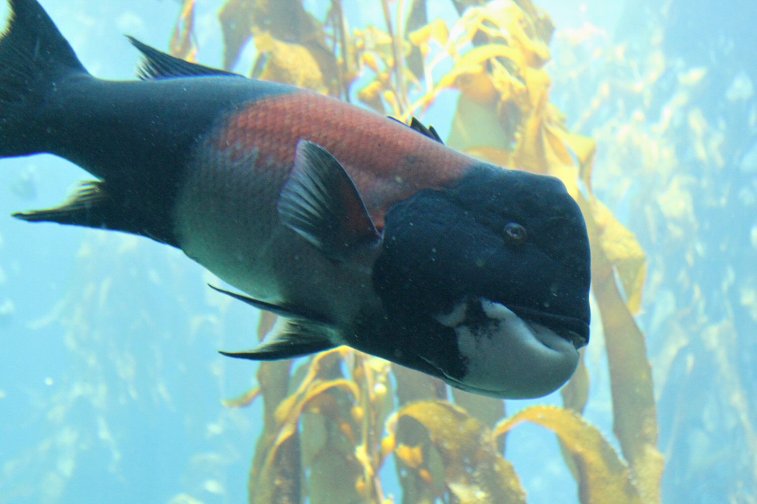 Fish among the kelp - some of the marine life at Monterey Aquarium on our California road trip