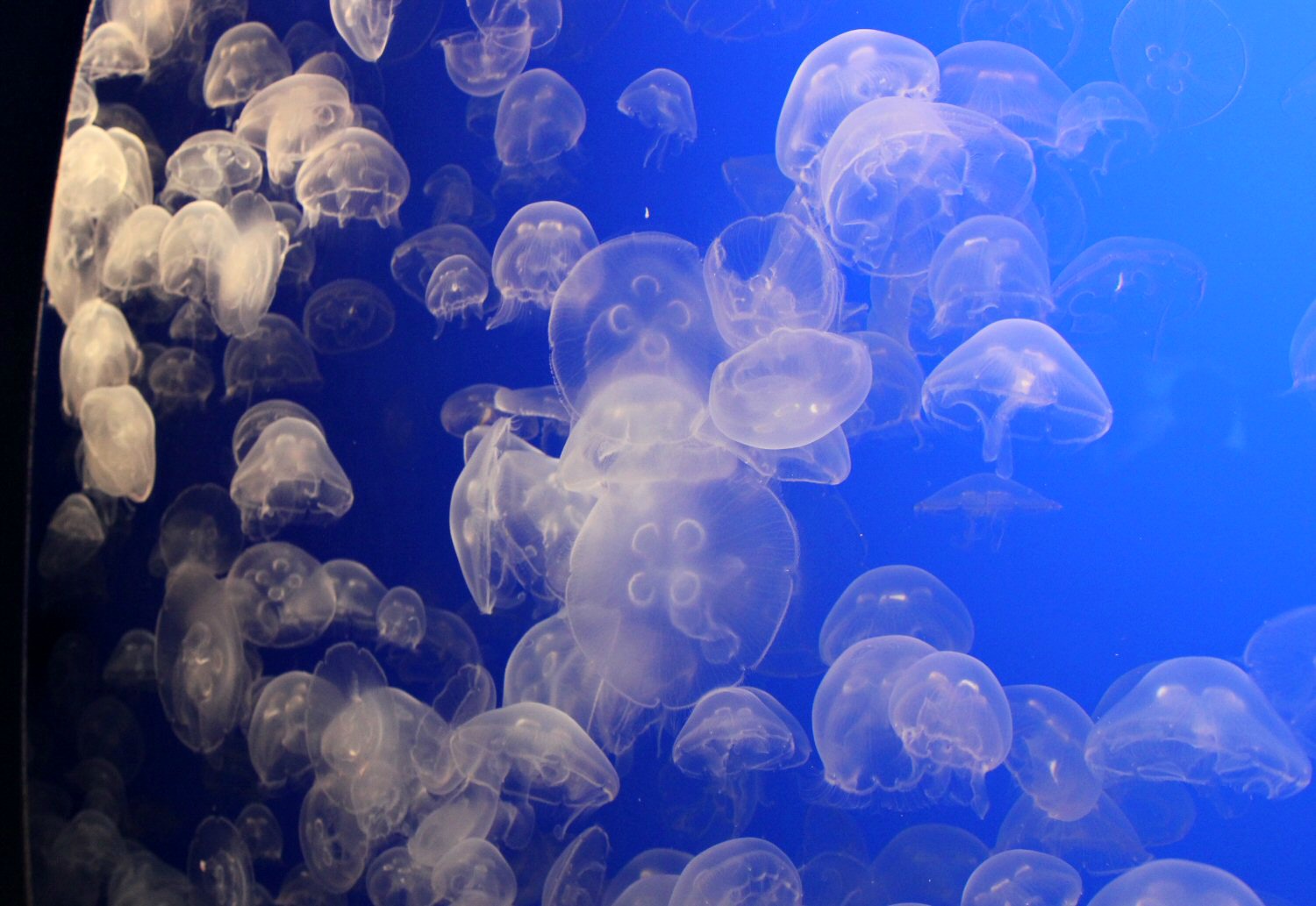 Moon Jellyfish - some of the marine life at Monterey Aquarium on our California road trip