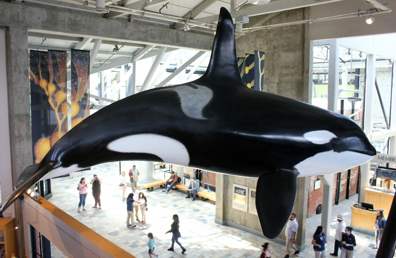 A model orca suspended from the ceiling at Monterey Aquarium on our California road trip