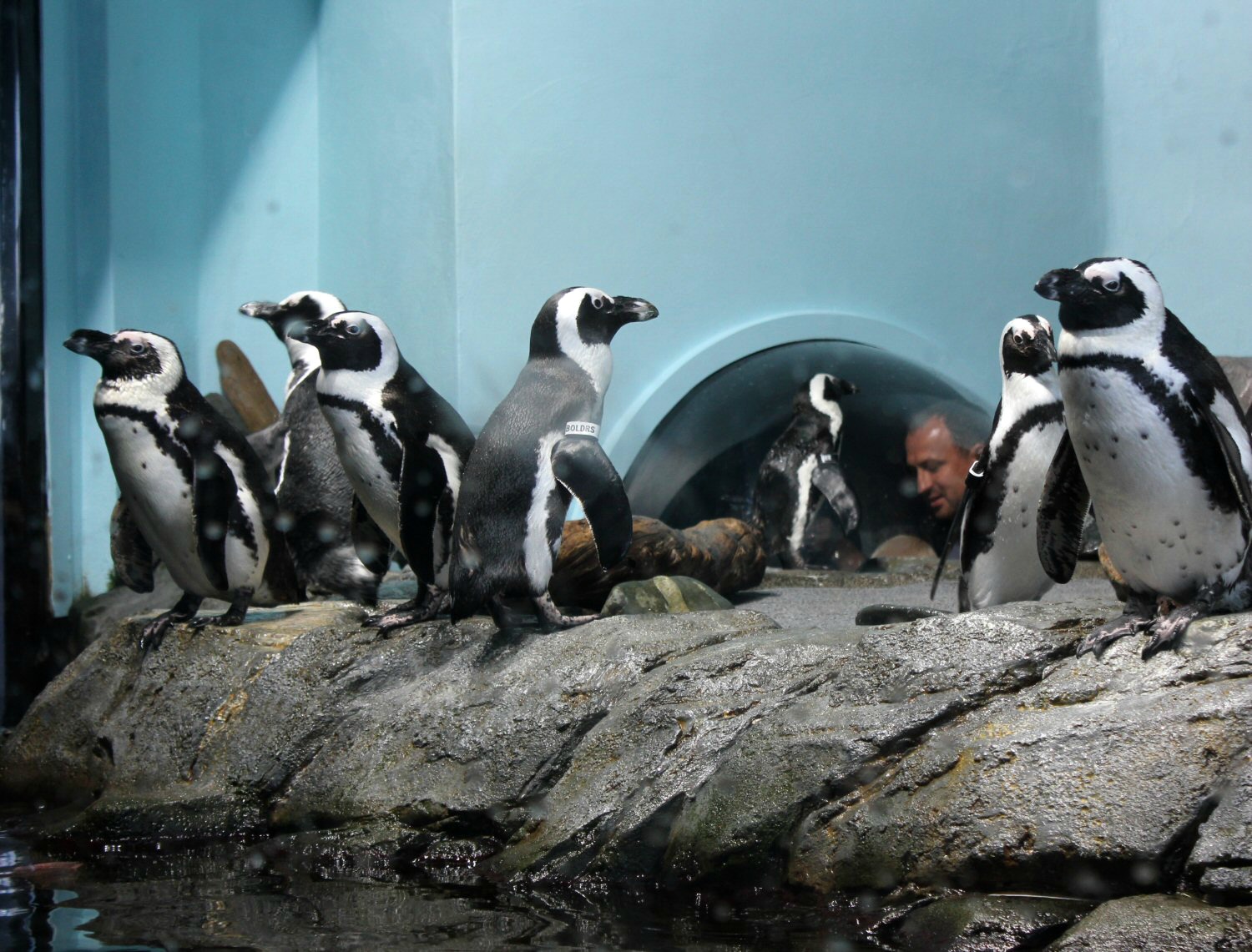 Penguins in a tank - some of the marine life at Monterey Aquarium on our California road trip