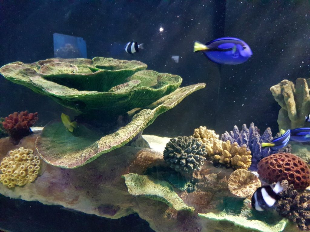 Regal blue tangs - one way to try finding Dory: my 13 reasons to visit the National Marine Aquarium, Plymouth