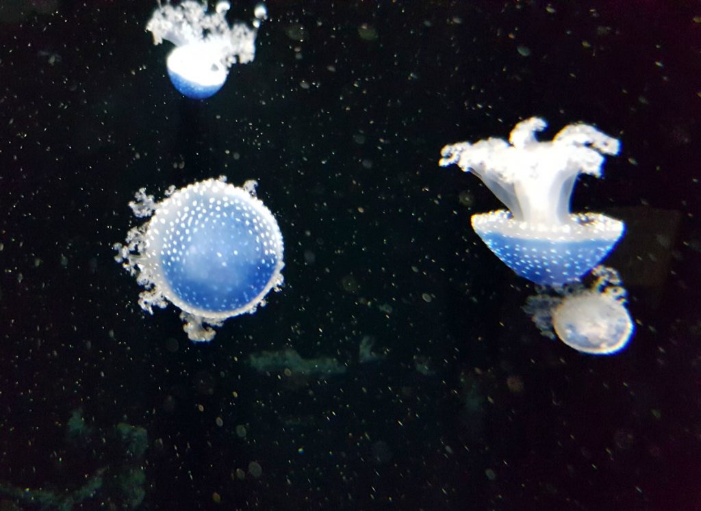 Blue spotted jellyfish float in their tank - my 13 reasons to visit the National Marine Aquarium, Plymouth