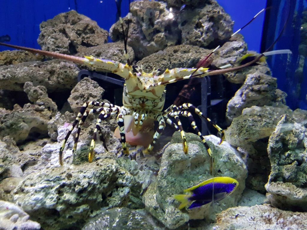 One of the painted lobsters at the National Marine Aquarium, Plymouth - my 13 reasons to visit the Plymouth Aquarium